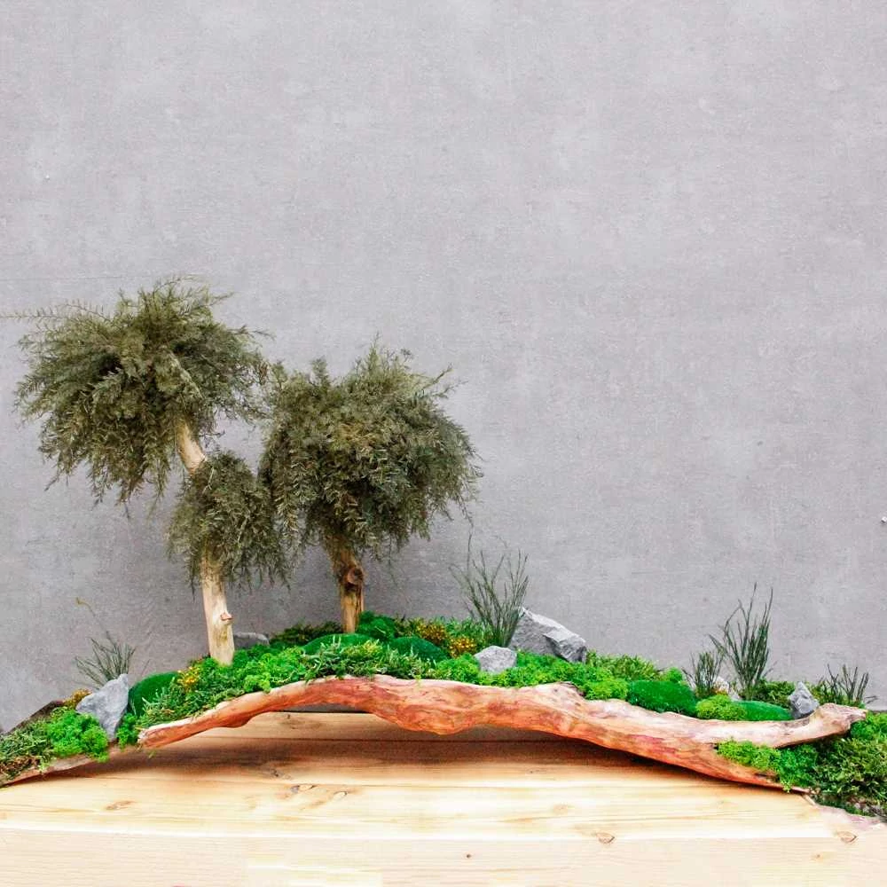 Hashi gondozásmentes bonsai installáció