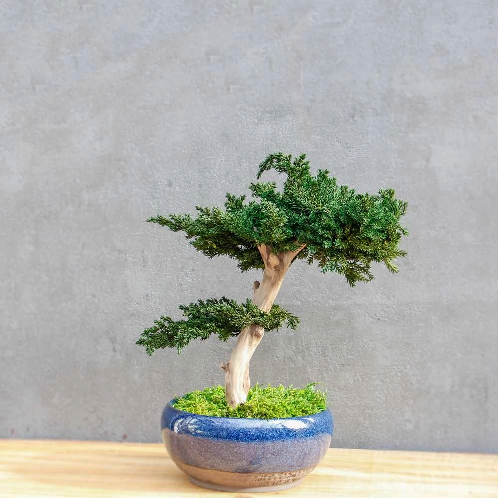 Kép 1/8 - Bonsai Maru, gondozásmentes asztali bonszai (S-size)