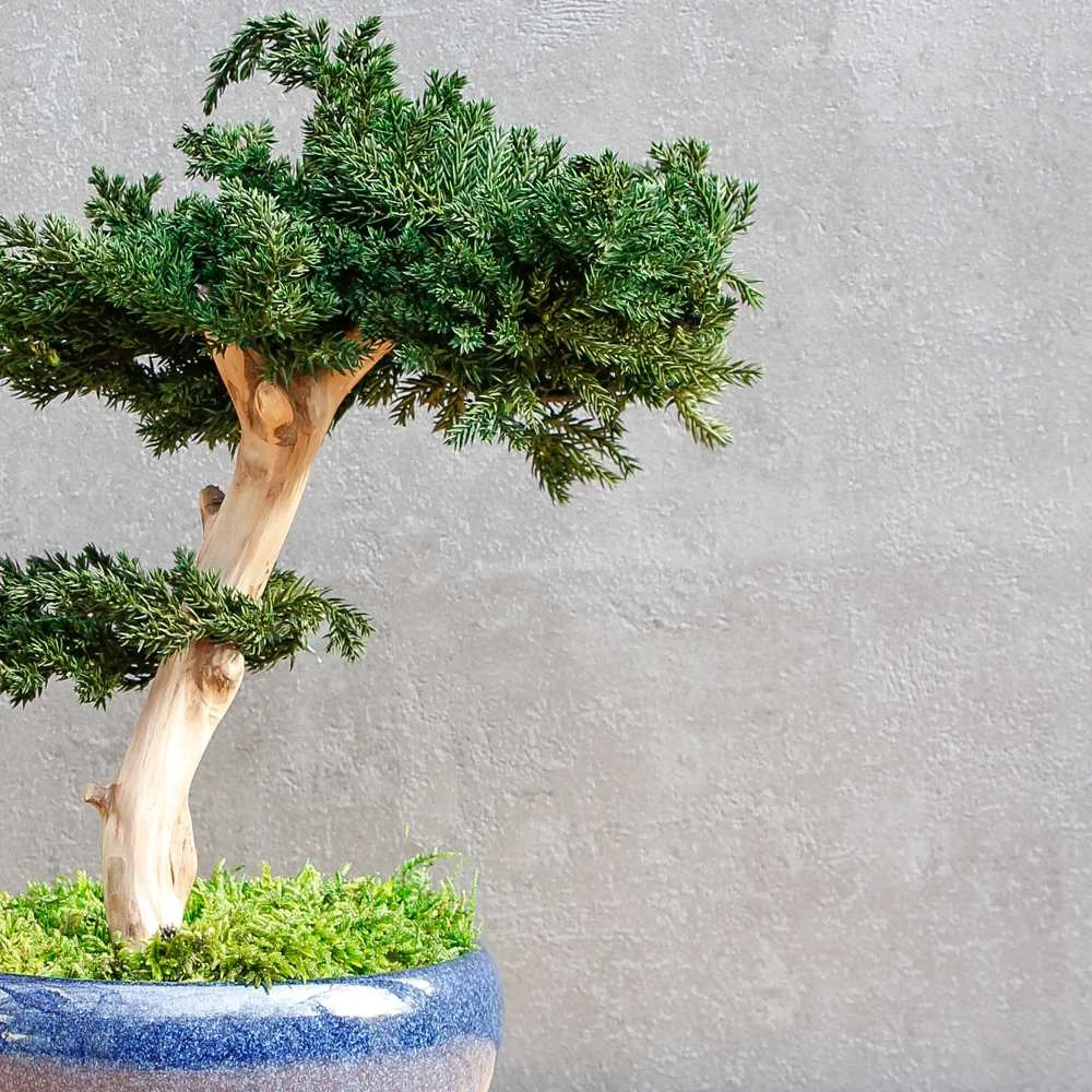 Kép 2/8 - Bonsai Maru, gondozásmentes asztali bonszai (S-size)
