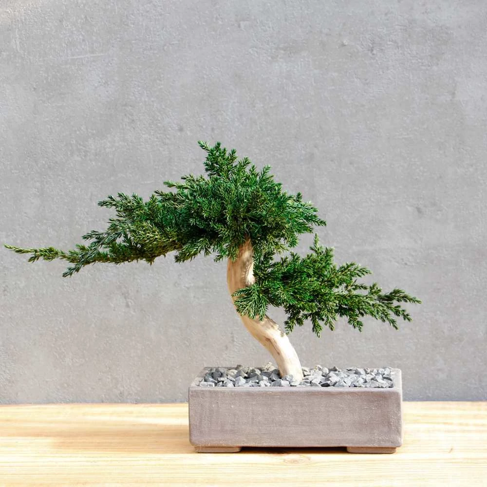 Kép 1/14 - Bonsai Hiru, gondozásmentes asztali bonszai (M-size)