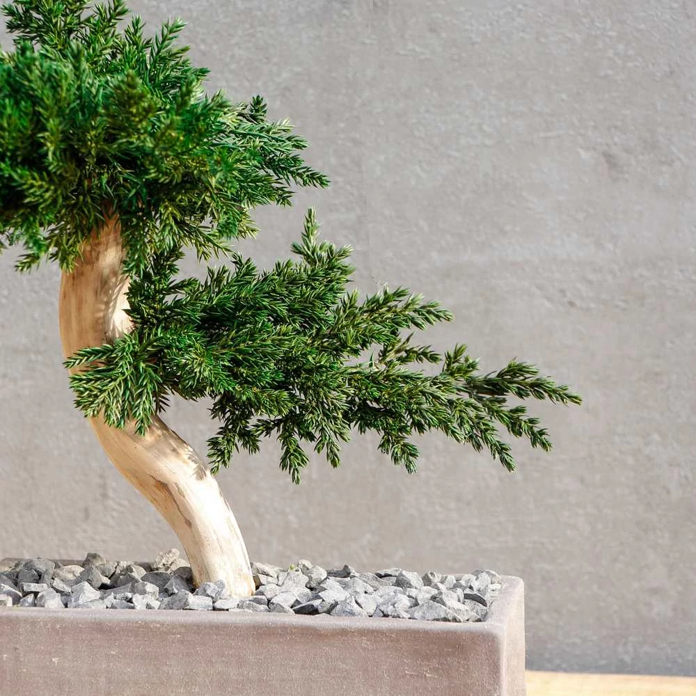 Kép 2/14 - Bonsai Hiru M méretű gondozásmentes asztali bonszai