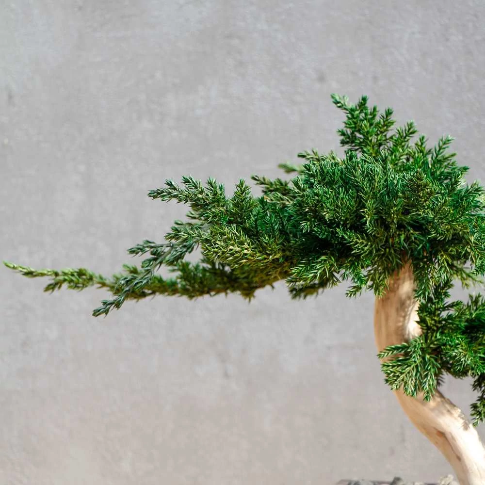 Kép 3/8 - Bonsai Maru, gondozásmentes asztali bonszai (S-size)