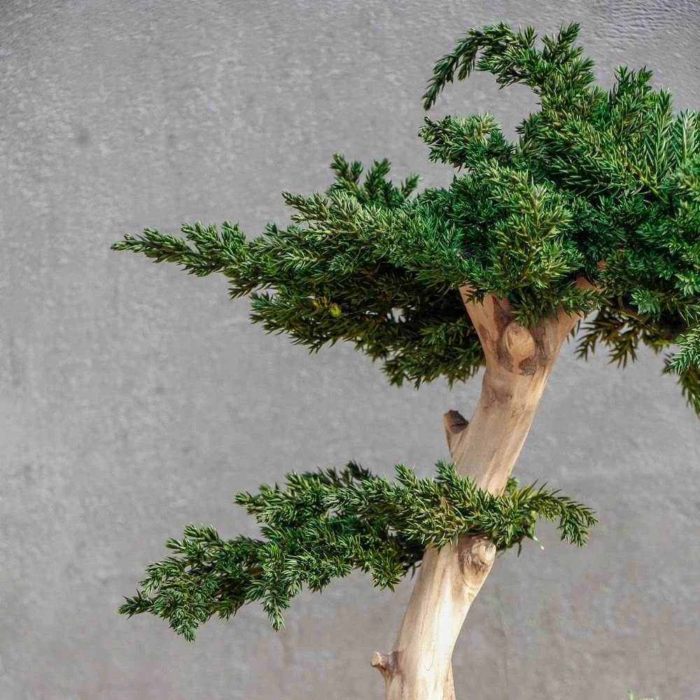 Kép 4/8 - Bonsai Maru, gondozásmentes asztali bonszai (S-size)