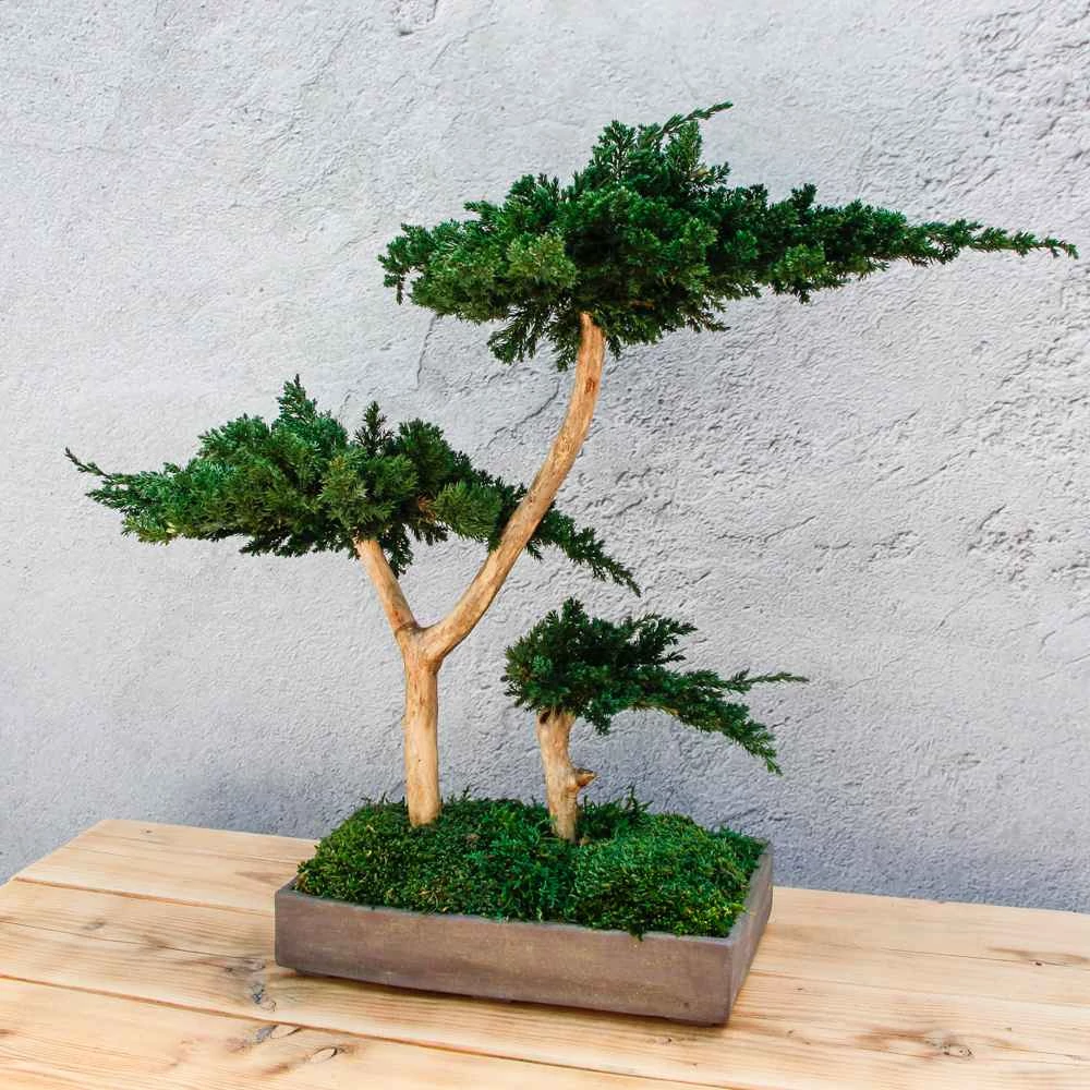 Kép 2/6 - Bonsai Hiru gondozásmentes asztali bonszai fa
