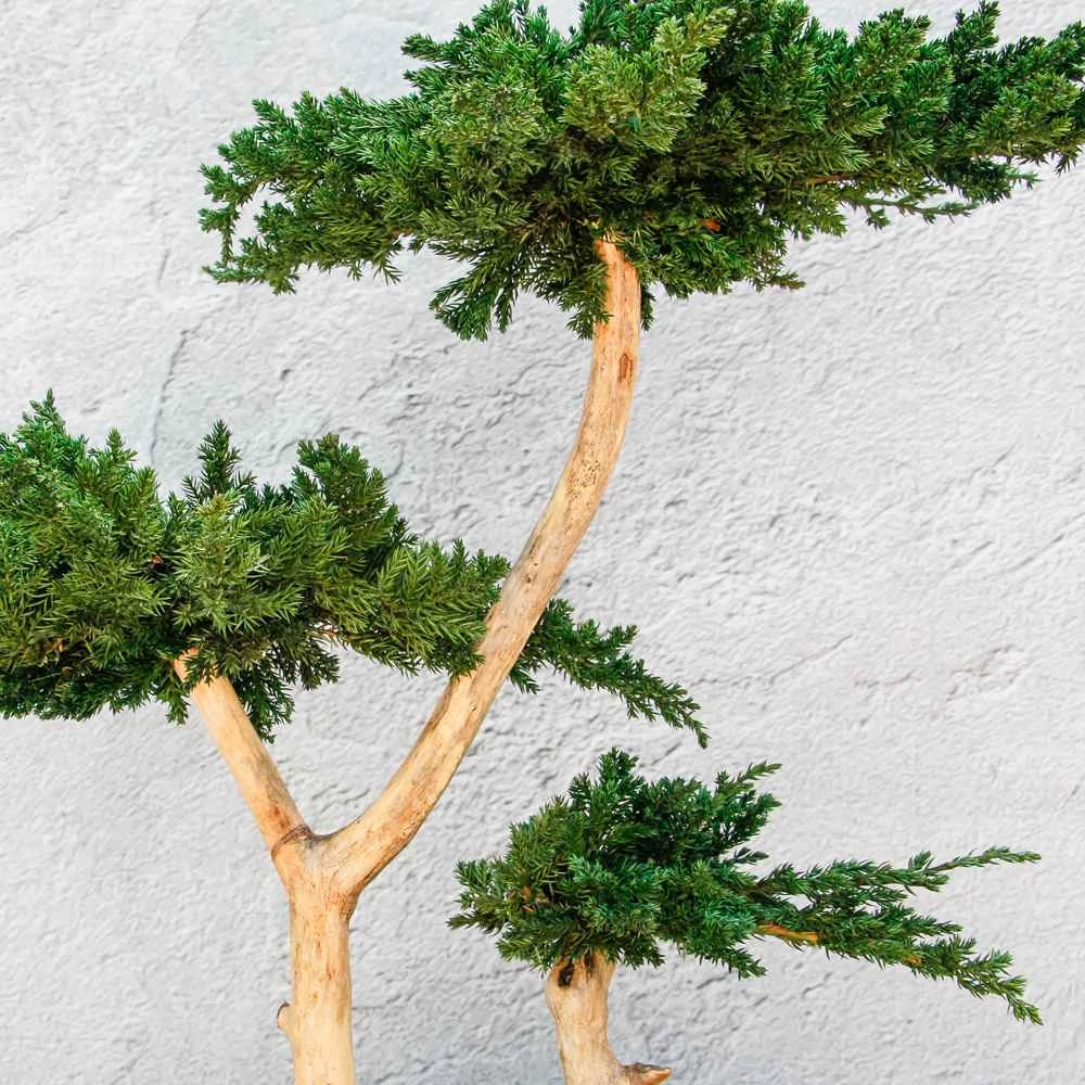 Kép 3/6 - Bonsai Hiru gondozásmentes asztali bonszai közelről