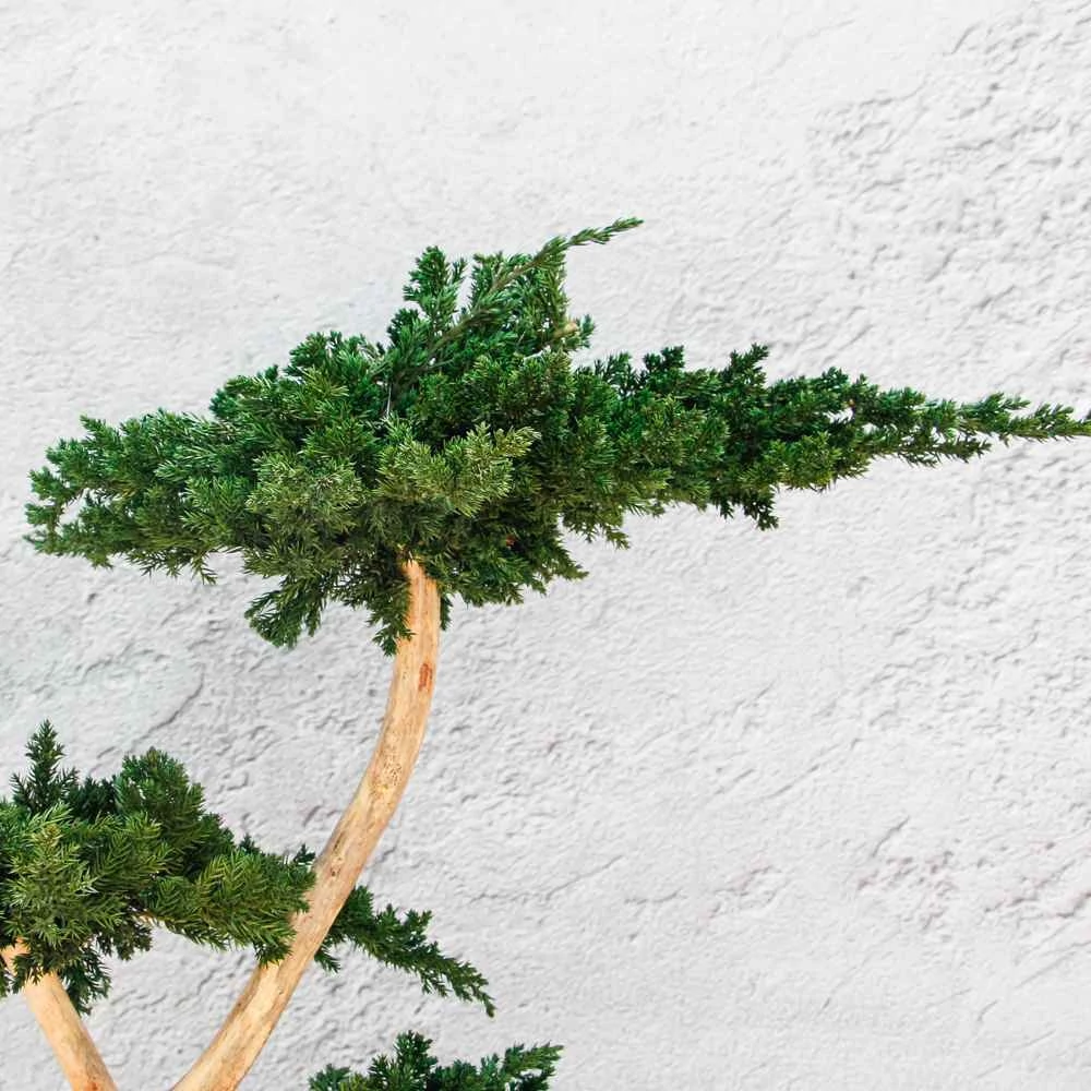 Kép 4/6 - Bonsai Hiru gondozásmentes asztali bonszai felülről