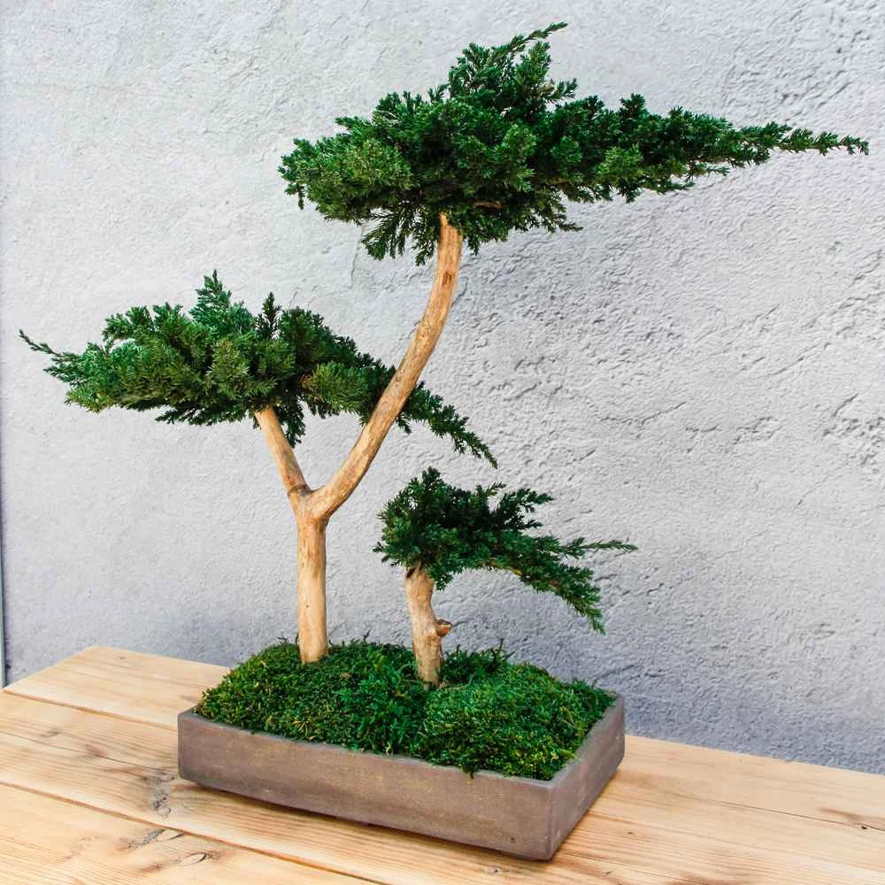 Kép 5/6 - Bonsai Hiru gondozásmentes asztali bonszai oldalról