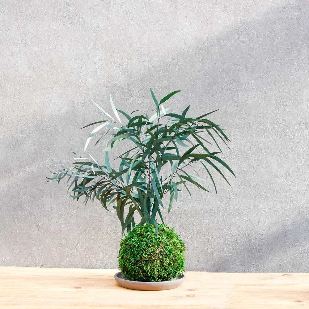 Kép 1/4 - Kokedama Euca, gondozásmentes asztali dísz