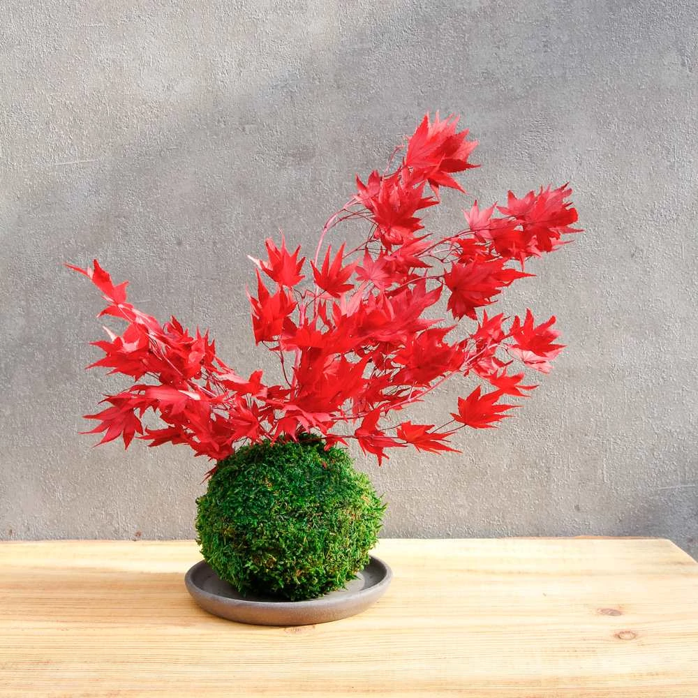Kép 1/3 - Kokedama Momiji, gondozásmentes asztali dísz