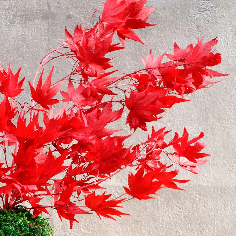 Kép 2/3 - Kokedama Momiji, gondozásmentes asztali dísz