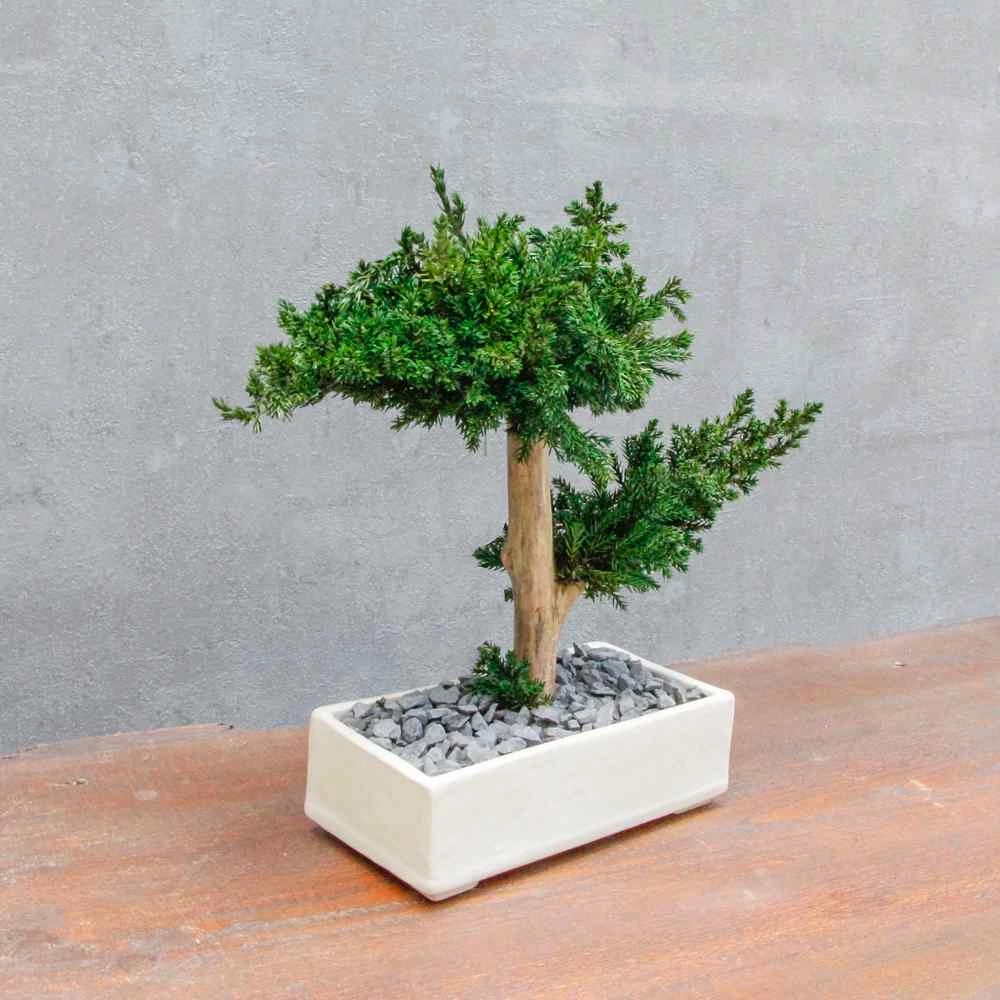 Bonsai Hiru 2., gondozásmentes asztali bonszai, krém színű kerámiában