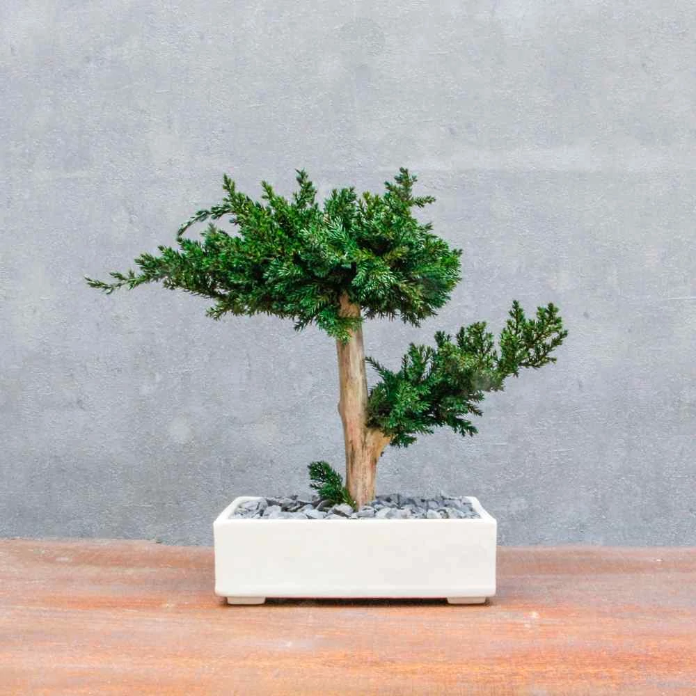 Bonsai Hiru 2., gondozásmentes asztali bonszai, krém színű kerámiában