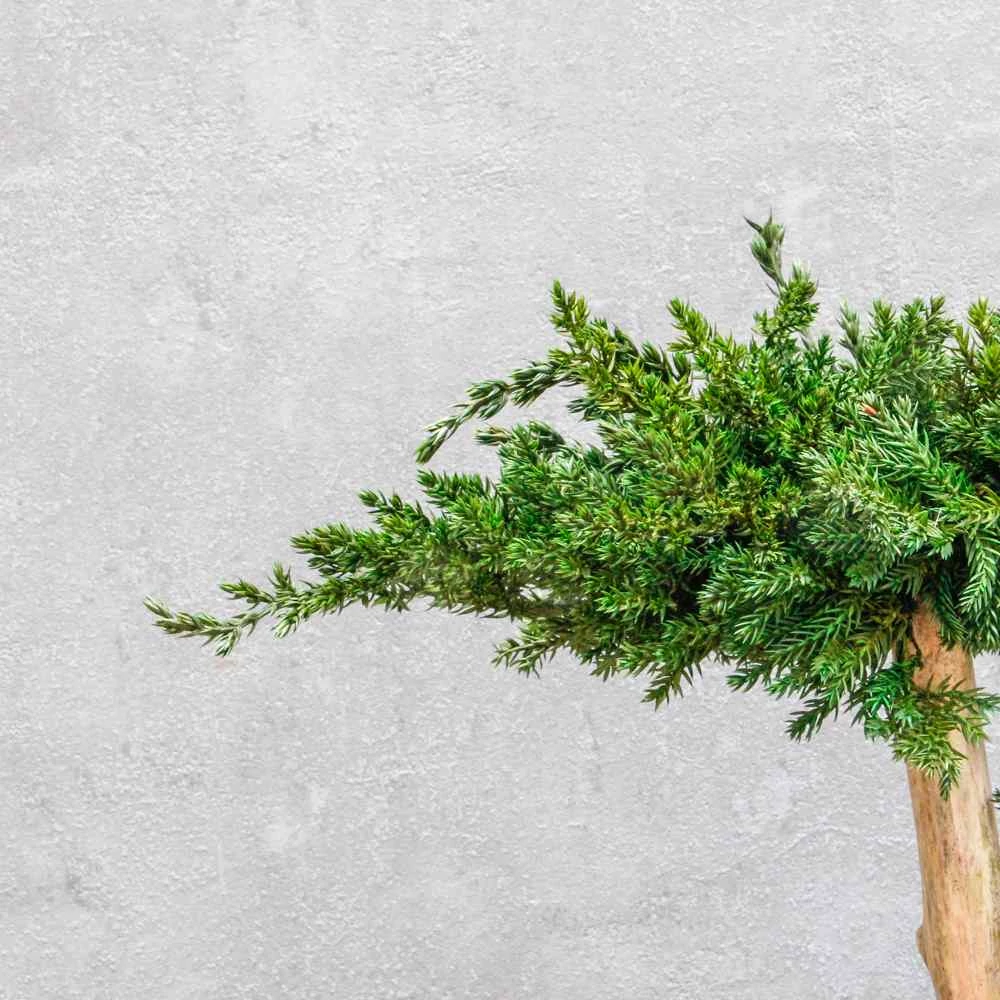 Bonsai Hiru 2., gondozásmentes asztali bonszai, krém színű kerámiában