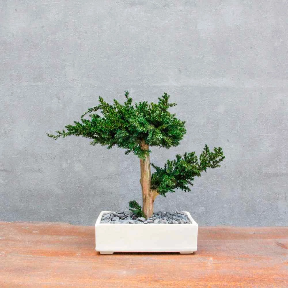 Bonsai Hiru 2., gondozásmentes asztali bonszai, krém színű kerámiában