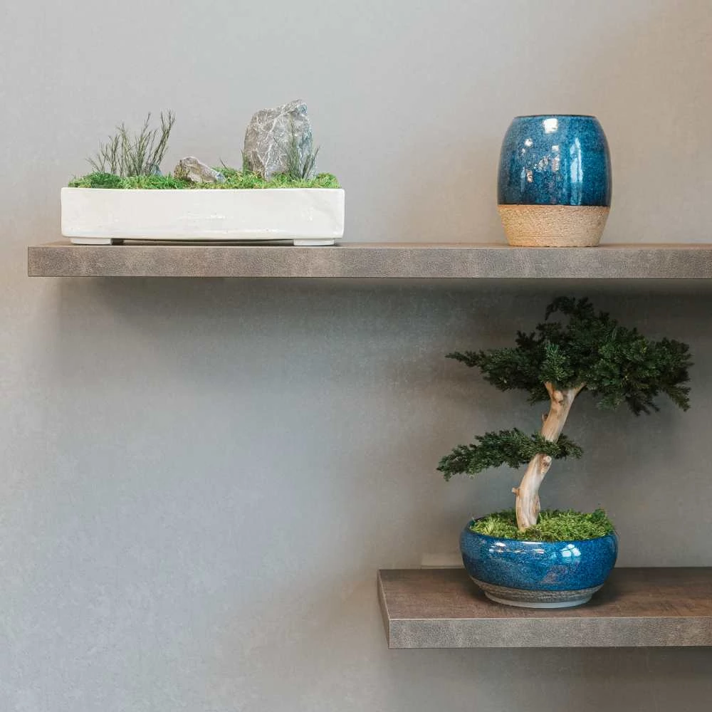 Kép 5/8 - Bonsai Maru, gondozásmentes asztali bonszai (S-size)
