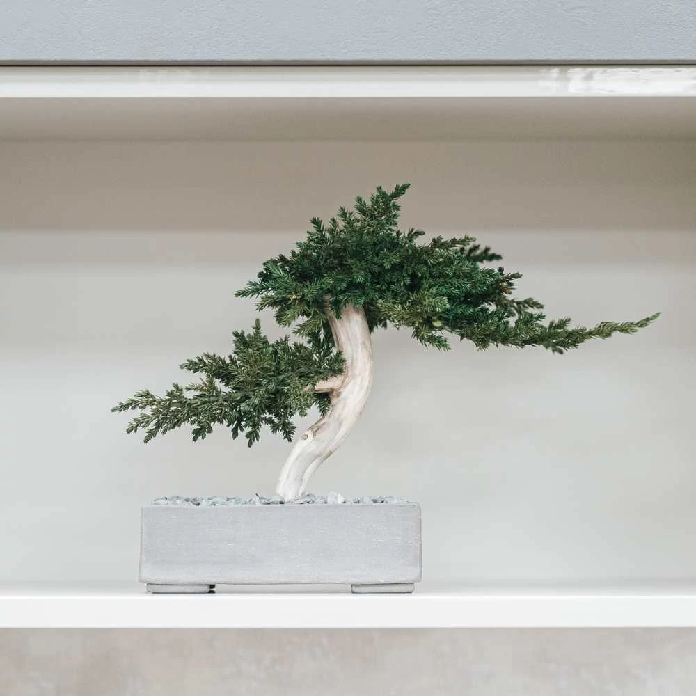 Kép 6/14 - Bonsai Hiru M méretű gondozásmentes asztali bonszai