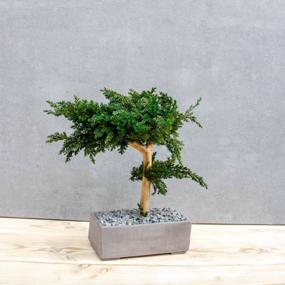 Kép 7/14 - Bonsai Hiru, gondozásmentes asztali bonszai (M-size)