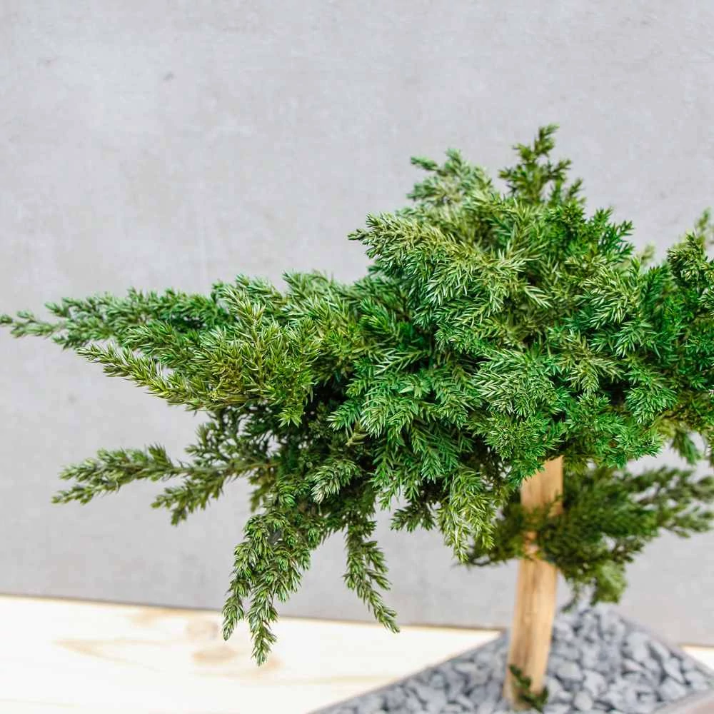 Kép 13/14 - Bonsai Hiru M méretű gondozásmentes asztali bonszai felülről