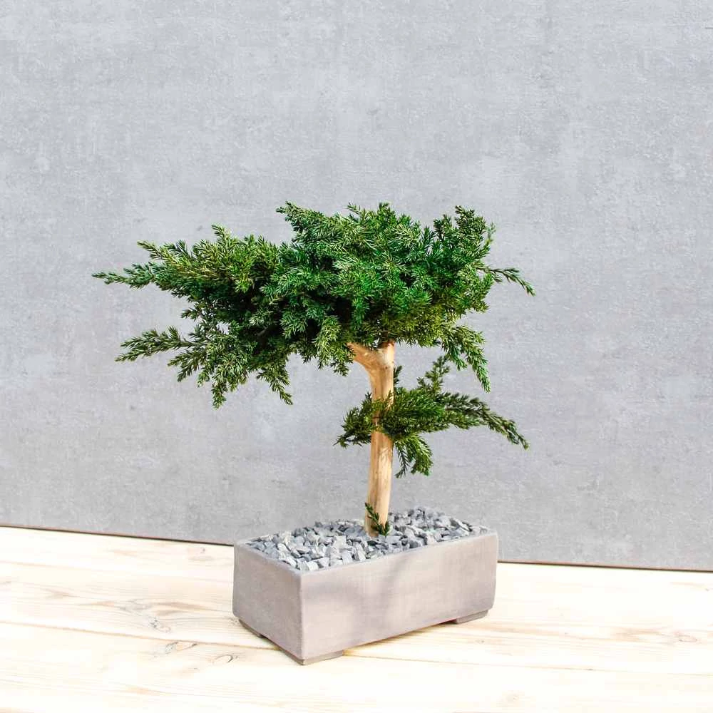 Kép 14/14 - Bonsai Hiru M méretű gondozásmentes asztali bonszai asztalon