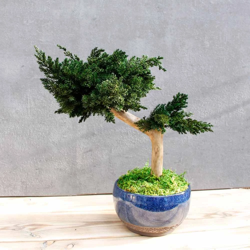 Kép 6/8 - Bonsai Maru, gondozásmentes asztali bonszai (S-size)