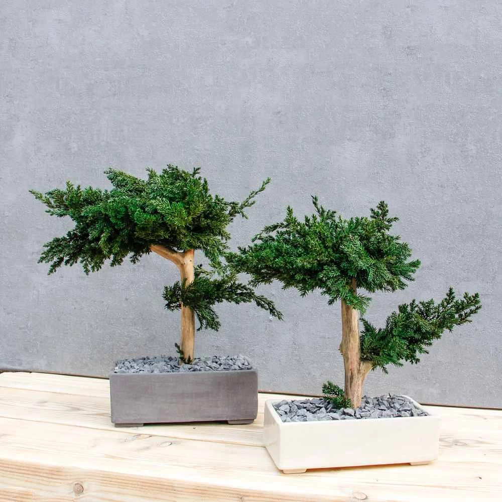 Kép 8/14 - Kettő Bonsai Hiru M méretű gondozásmentes asztali bonszai