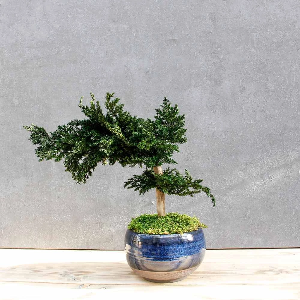 Bonsai Maru, gondozásmentes asztali dísz, S-size