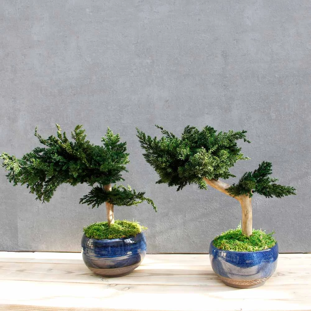 Bonsai Maru, gondozásmentes asztali dísz, S-size