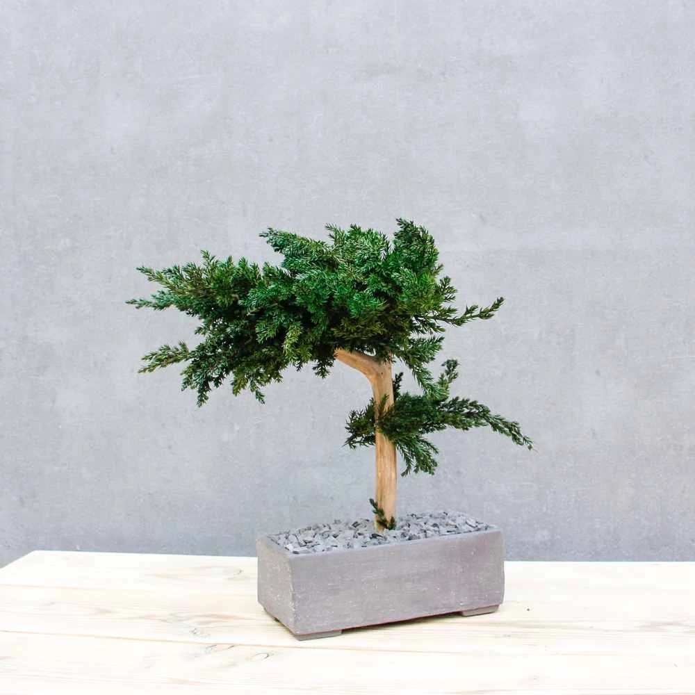 Kép 9/14 - Bonsai Hiru M méretű gondozásmentes asztali bonszai oldalról