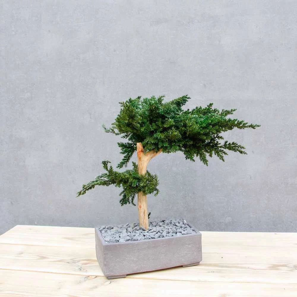 Kép 10/14 - Bonsai Hiru M méretű gondozásmentes asztali bonszai oldalról_2