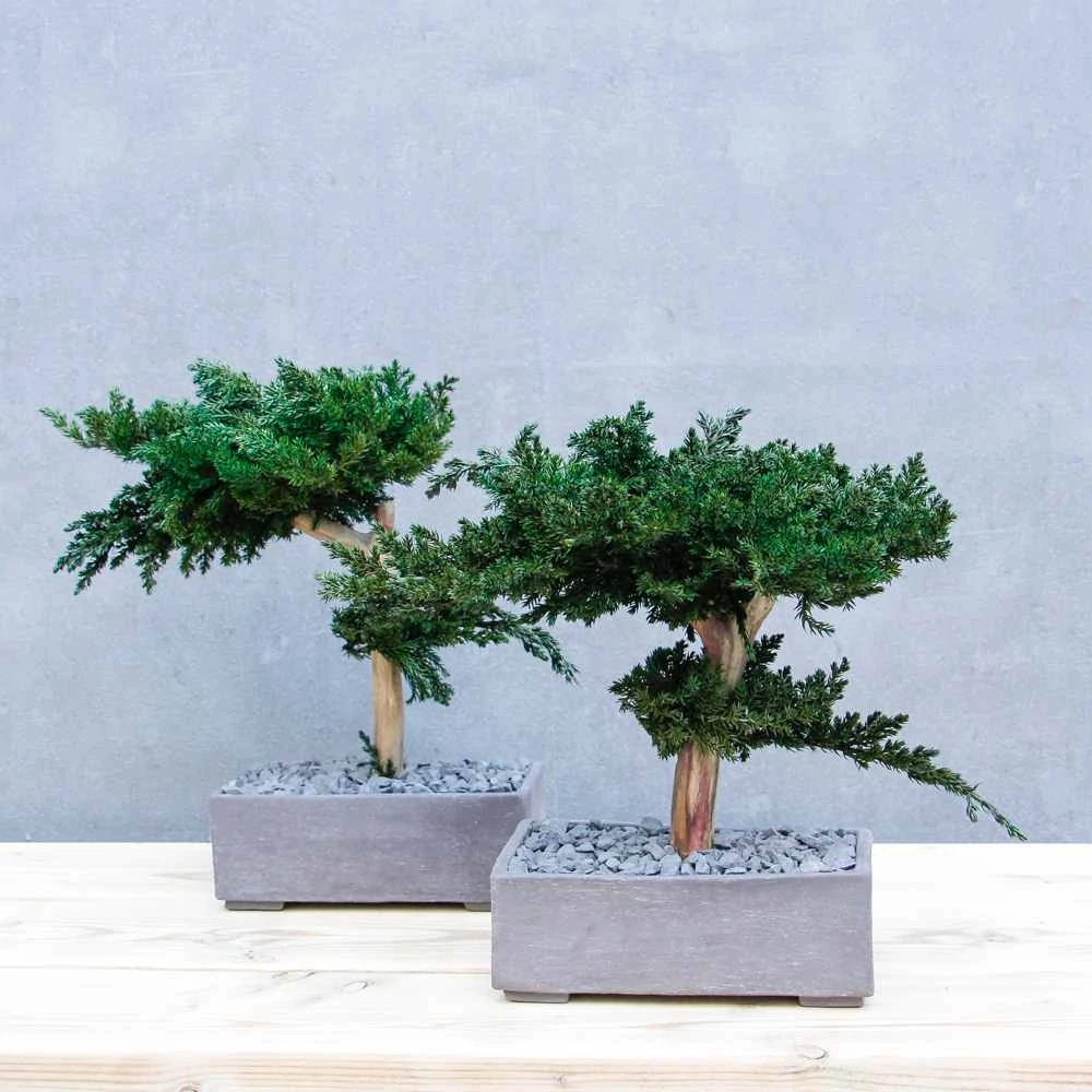 Kép 11/14 - Bonsai Hiru M méretű gondozásmentes asztali bonszai szürke tartóban