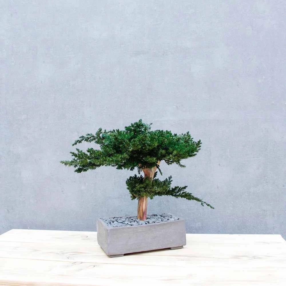 Kép 12/14 - Bonsai Hiru, gondozásmentes asztali bonszai (M-size)
