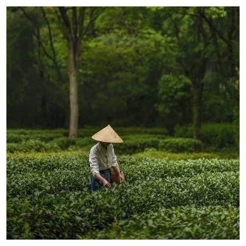 Nagatani Soen- a minőségi japán tea atyja