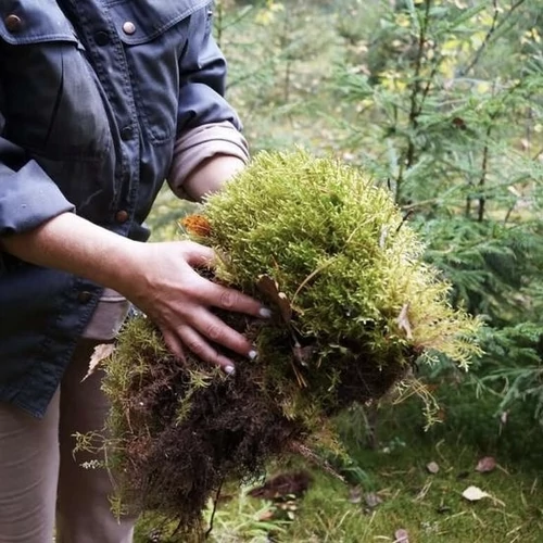 Gondozásmentes növények: Japán esztétika és a tartósított természet harmóniája