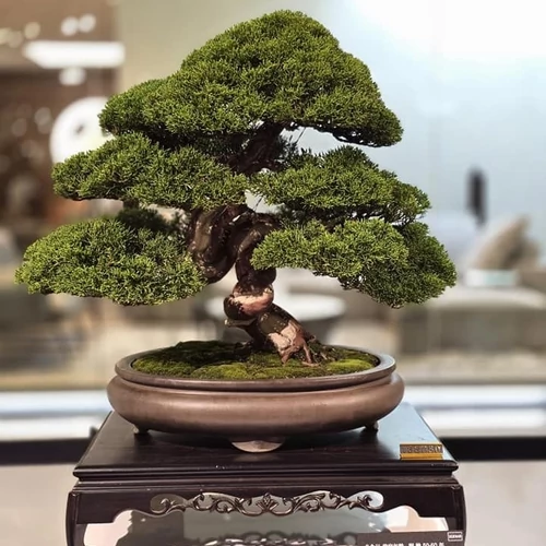 A BONSAI napjainkban
