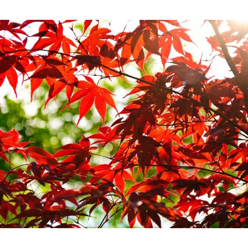 Momiji, a japán juhar