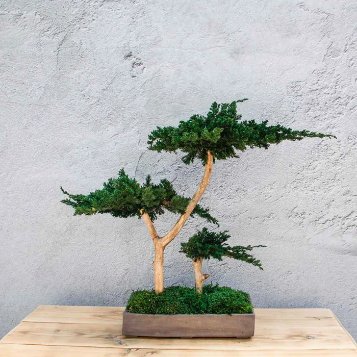 Bonsai Hiru, gondozásmentes asztali bonszai (L-size)